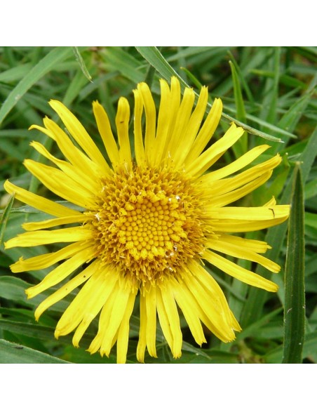 Aunée à feuilles récurvées