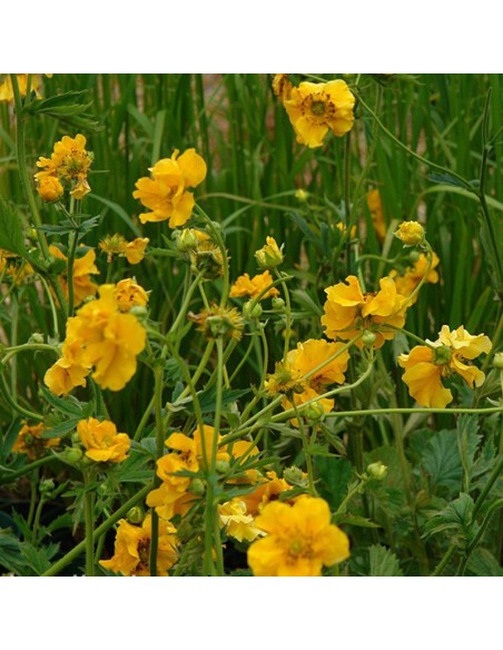 Benoîte lady Stratheden