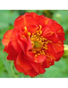 Benoîte Mrs Bradshow 2