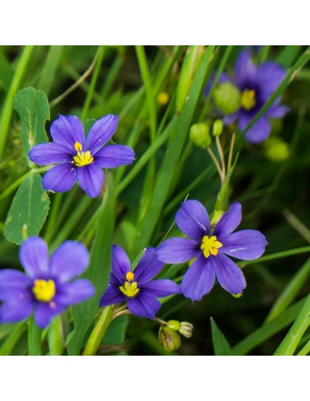 Bermudienne à feuilles étroites