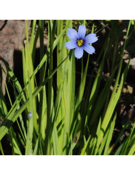 Bermudienne à feuilles étroites