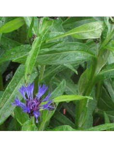 Bleuet des montagnes 2