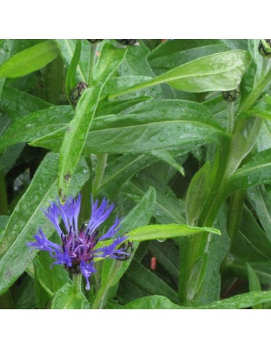 Bleuet des montagnes