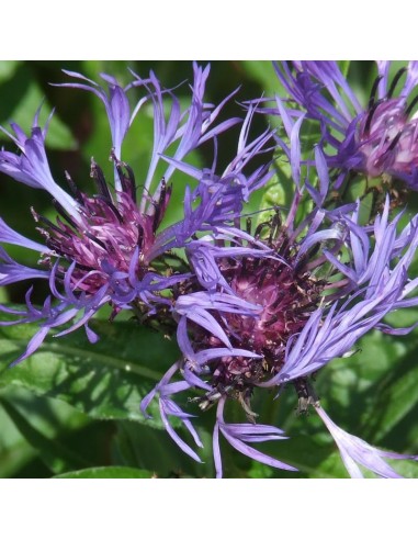 Bleuet des montagnes