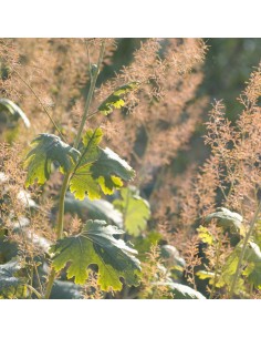 Bocconie Kelway's Coral Plume