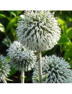 Boule azurée Artctic glow 2