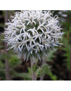 Boule azurée Artctic glow