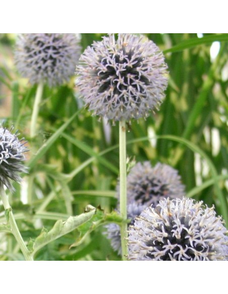 Boule azurée Taplow  blue