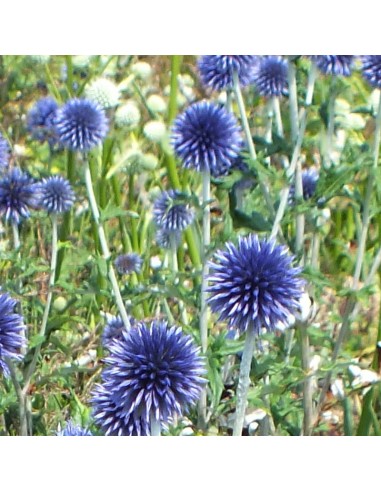 Boule azurée blue globe