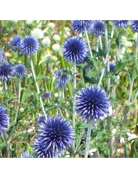 Boule azurée blue globe