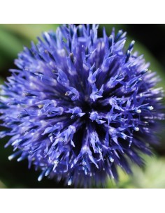 Boule azurée blue globe