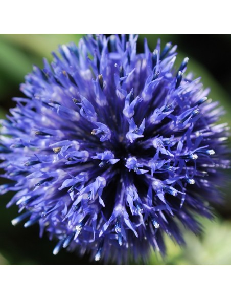 Boule azurée blue globe