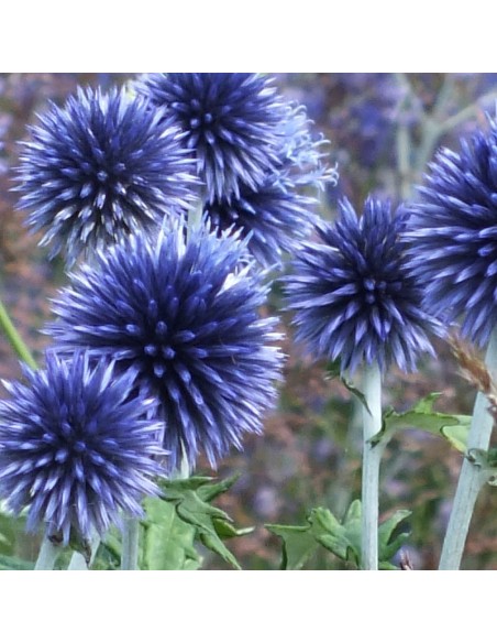 Boule azurée Veitch's blue