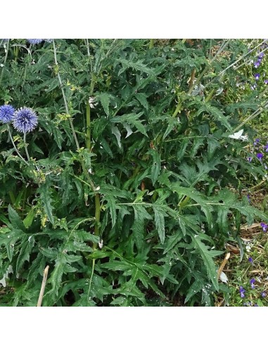 Boule azurée Veitch's blue