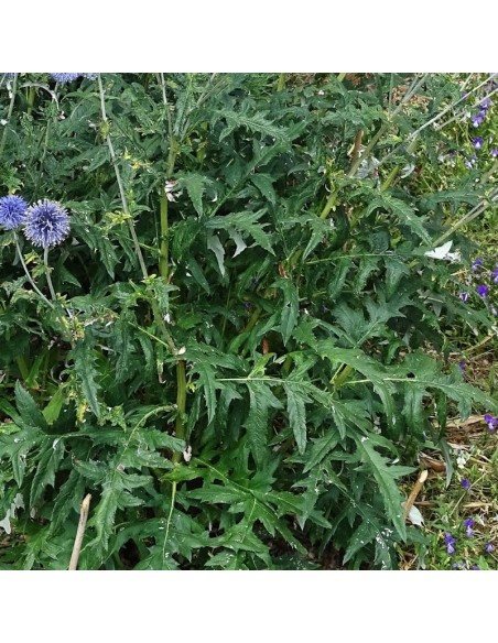 Boule azurée Veitch's blue