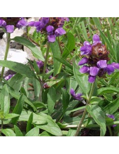 Brunelle à grandes fleurs