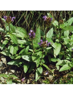 Brunelle à grandes fleurs 2