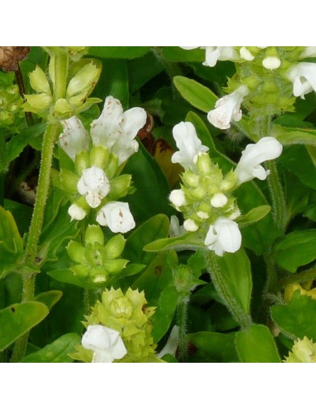 Brunelle à grandes fleurs alba