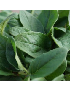 Brunelle à grandes fleurs alba 2