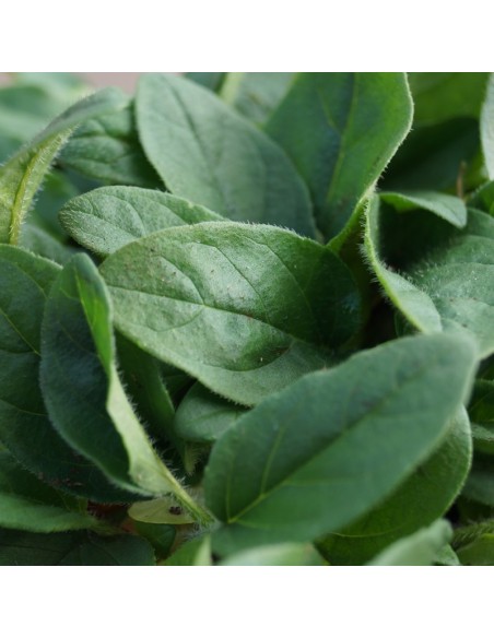 Brunelle à grandes fleurs alba