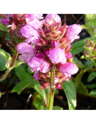 Brunelle à grandes fleurs pink loveliness