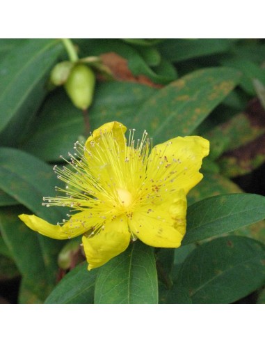 Millepertuis rampant