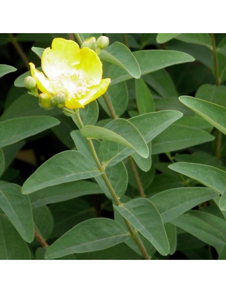 Millepertuis rampant