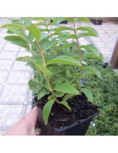 Millepertuis rampant - Hypericum calycinum