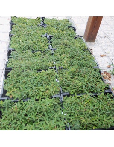 Millepertuis rampant - Hypericum calycinum