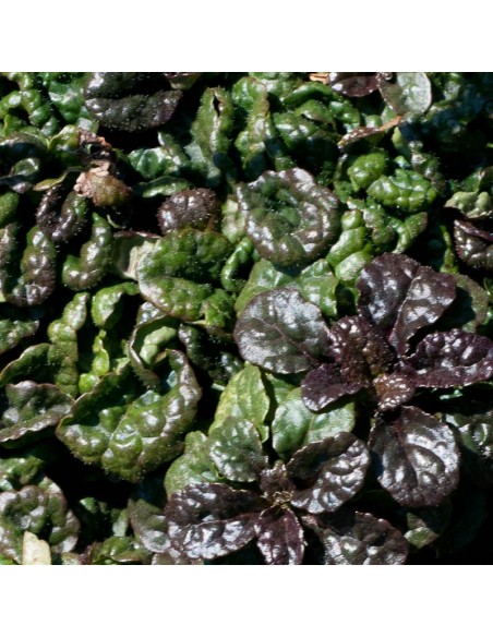 Bugle pyramidale "Metallica crispa"