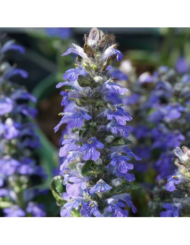 Bugle pyramidale "Metallica crispa"