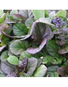 Bugle rampante Catlin's giant 2