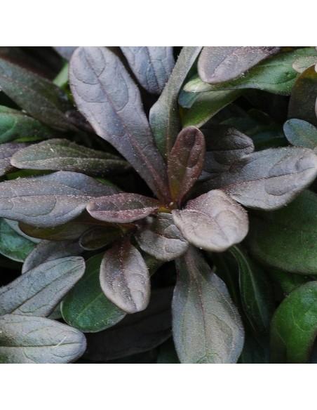 Bugle rampante Chocolate chips