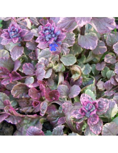 Bugle rampante Multicolor