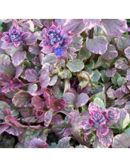 Bugle rampante Multicolor