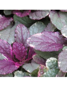 Bugle rampante Burgundy glow 2