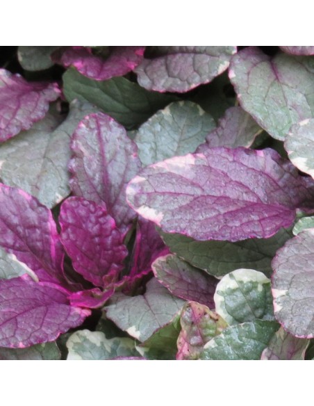 Bugle rampante Burgundy glow