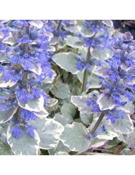 Bugle rampante Burgundy glow