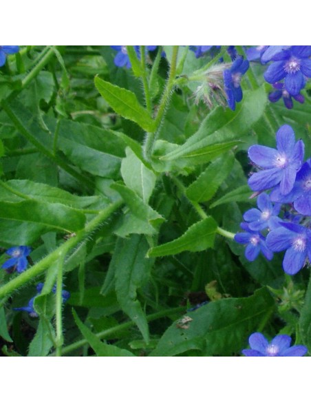 Buglosse d'Italie Dropmore