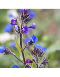Buglosse d'Italie Loddon royalist
