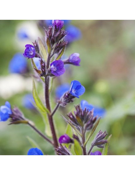 Buglosse d'Italie Loddon royalist