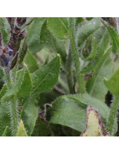 Buglosse d'Italie Loddon royalist