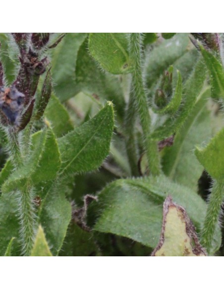 Buglosse d'Italie Loddon royalist