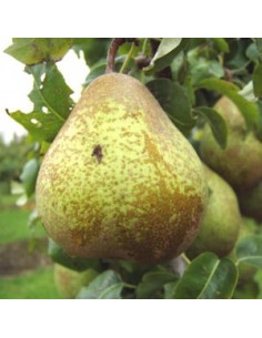 Poirier "Comtesse de Paris"