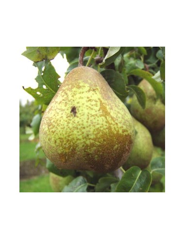 Poirier "Comtesse de Paris"