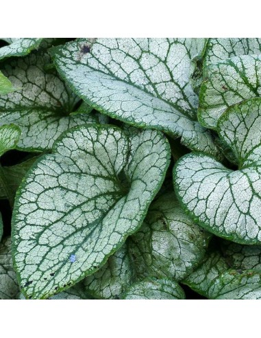 Buglosse de Sibérie Jack Frost