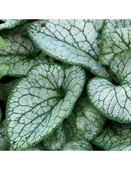 Buglosse de Sibérie Jack Frost