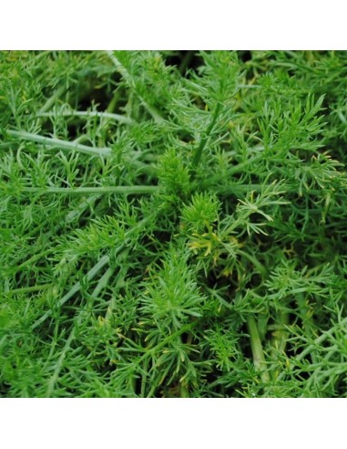Camomille romaine Treneague