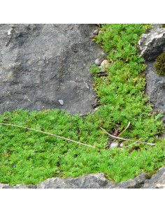 Camomille romaine Treneague 2