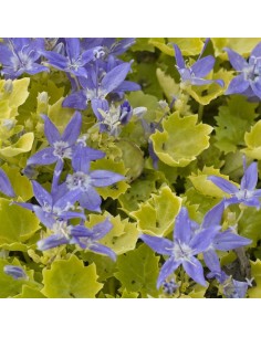 Campanule "Dickson's gold"